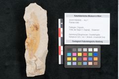 Foto (Objekt + Etikett) von Plantae indet.  (NHMW-GEO-2024-0188-8066)